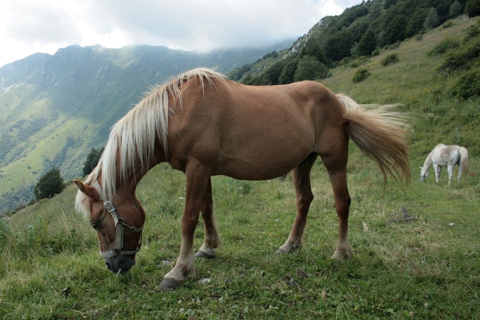Colloredo di Monte Albano: Raduno regionale Uisp, passeggiata a cavallo
