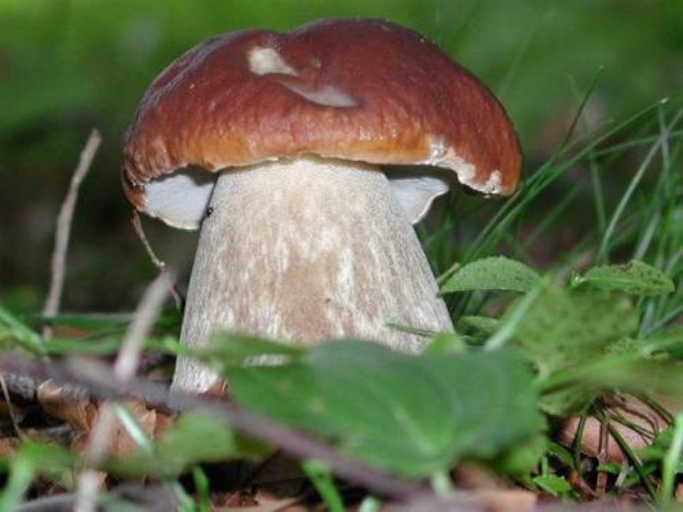 Porcini e altri funghi di Carnia