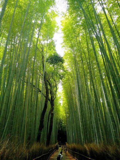 Coltivazione Bambù Gigante - Udine